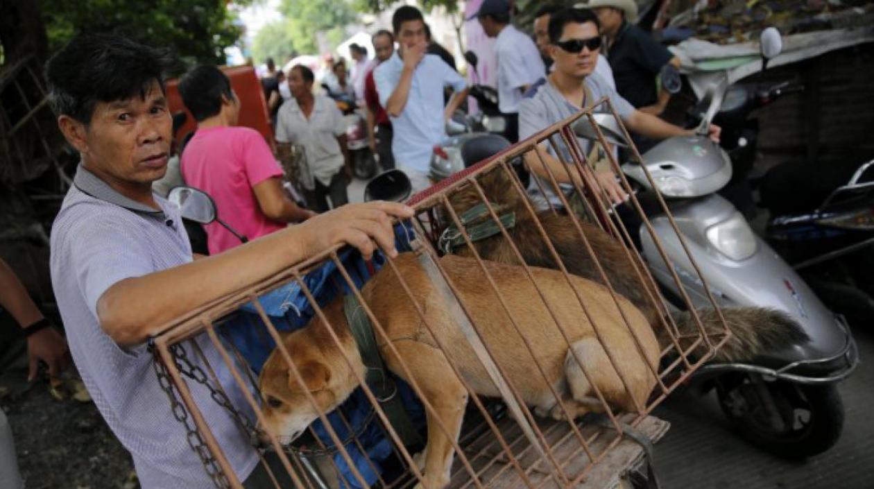 La decisión de Shenzhen fue celebrada por los animalistas.