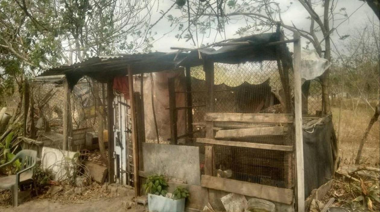 En esta pequeña granja de Galapa se han muerto 32 gallinas criollas en una semana.