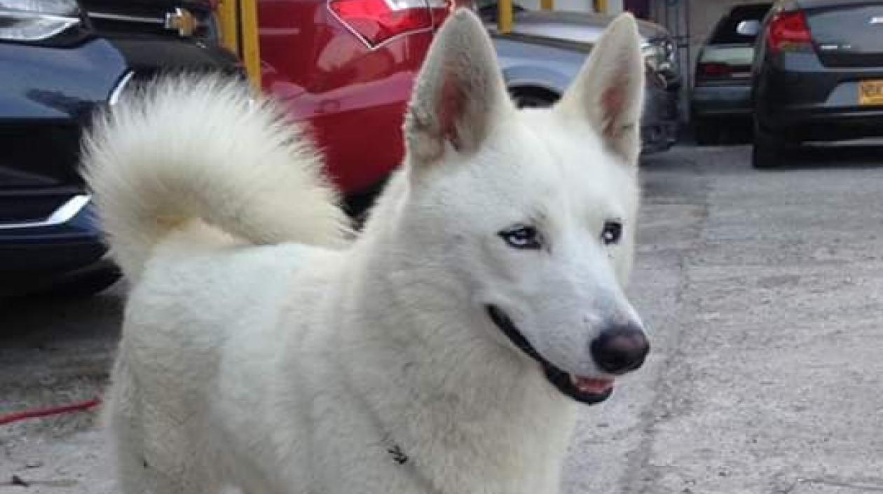 ‘Lina Marcela’,  un ejemplar de raza lobo siberiano, extraviada.