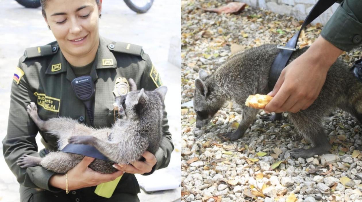 Mapache rescatado.