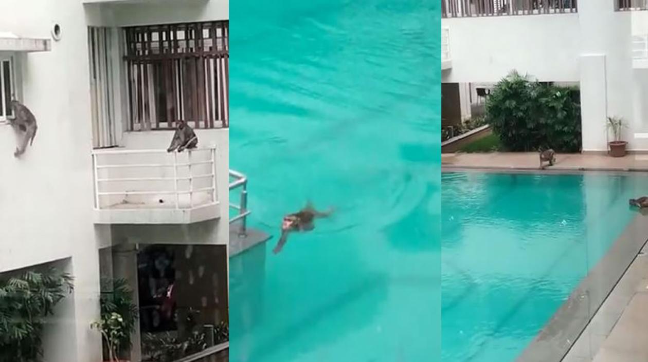 Monos en piscina de un edificio de Montería.