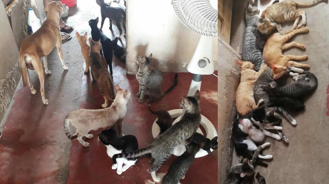 El grupo de animales.