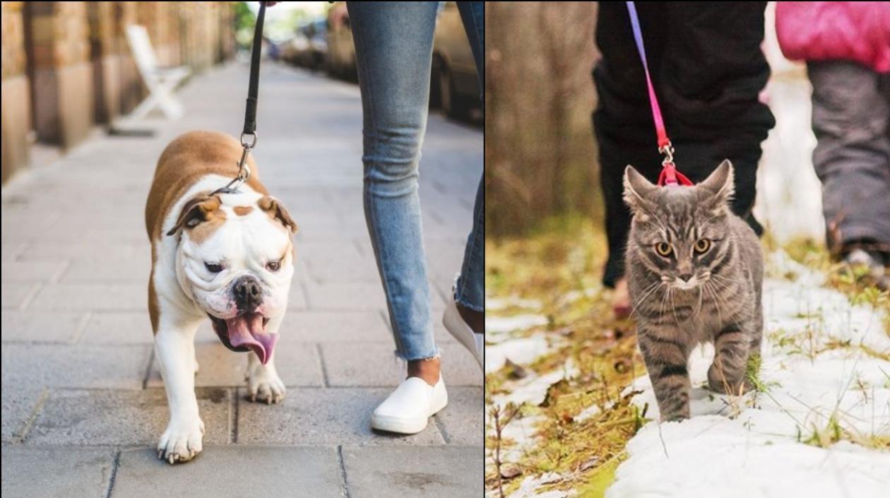 MinSalud entrega recomendaciones a quienes tengan mascotas.