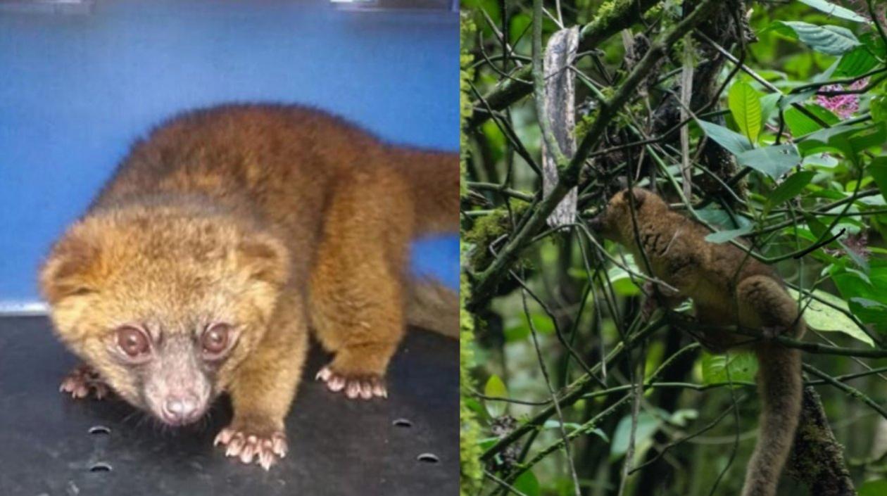 El extraño animal fue visto por trabajadores de una fábrica, que avisaron de inmediato para que fuera rescatado.