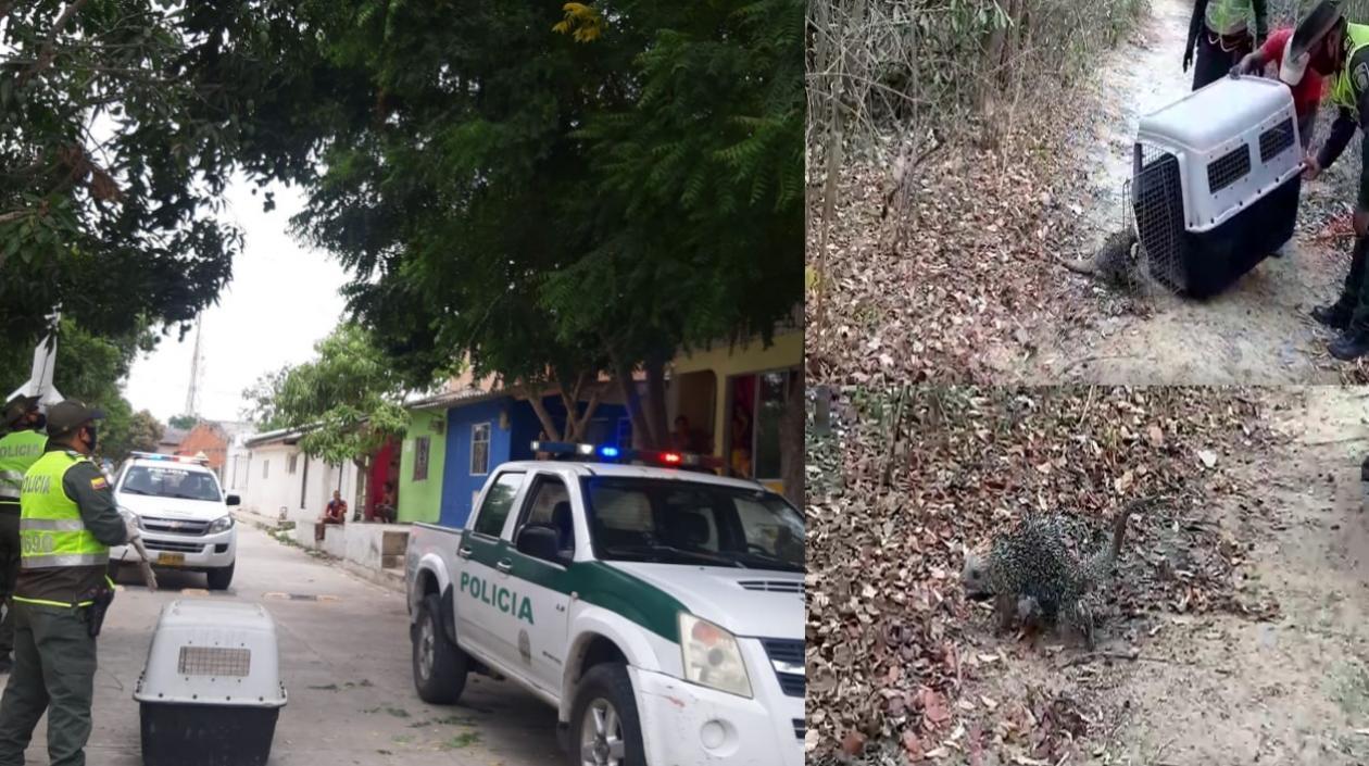 El animal fue rescatado por la Policía.