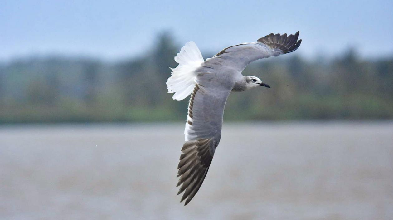 La principal intención es generar un mayor sentido de pertenencia por la biodiversidad y la riqueza natural de Barranquilla.