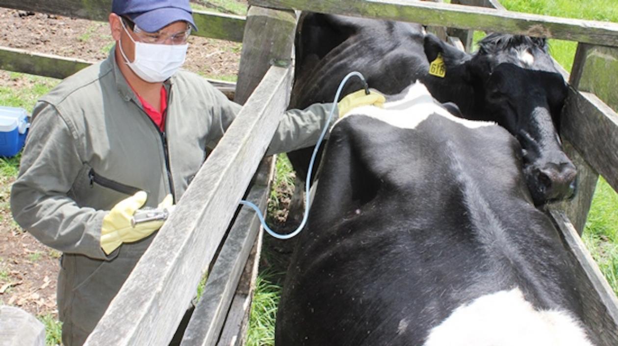 Vacunación aftosa debe hacerse cumpliendo protocolos.