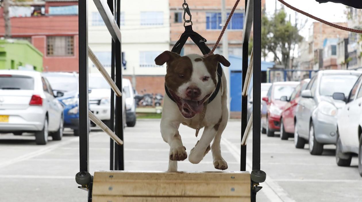 Un perro abandonado.