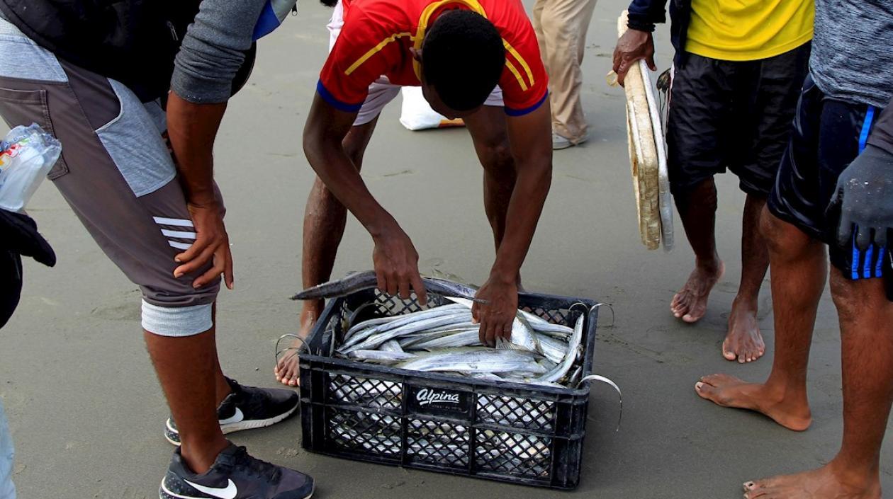 Pescadores de La Boquilla, un corregimiento vecino de Cartagena de Indias (Colombia), fueron registrados al revisar el escaso producto de su faena. 