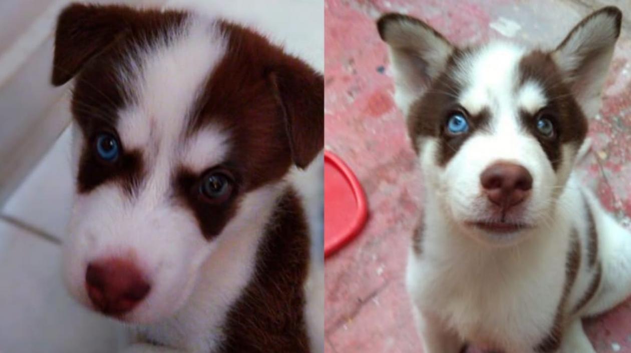 'Odín', mascota extraviada.