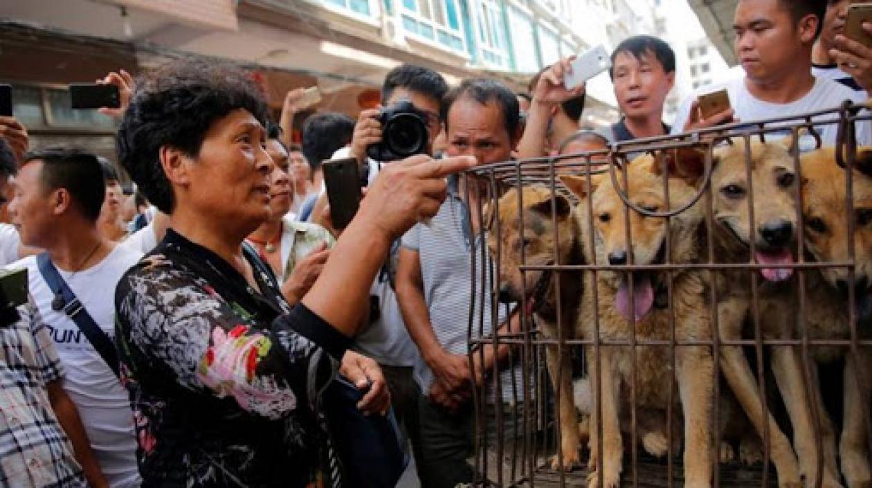 El Ministerio agrega que “hoy en día, los perros tienen otros usos".