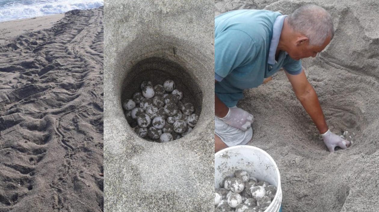 Guardaparques han identificado los sitios donde se encuentran estas nidadas.
