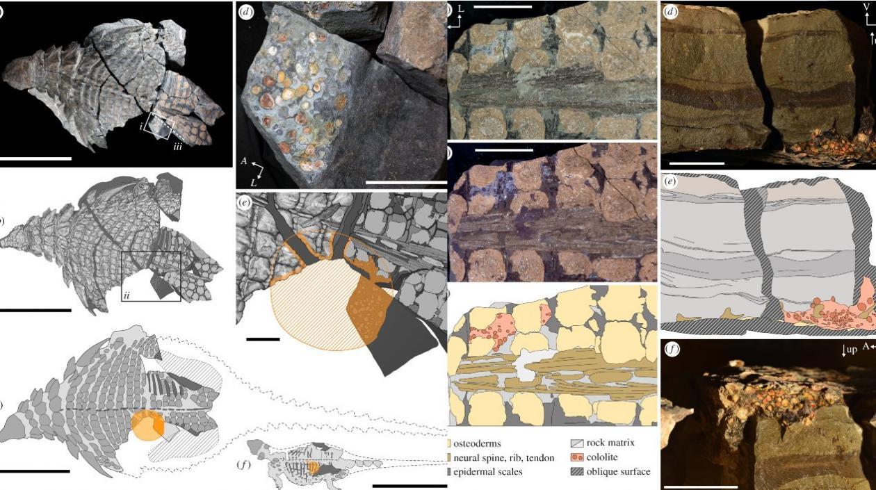  La última comida de este dinosaurio fueron sobre todo hojas de helecho masticadas.