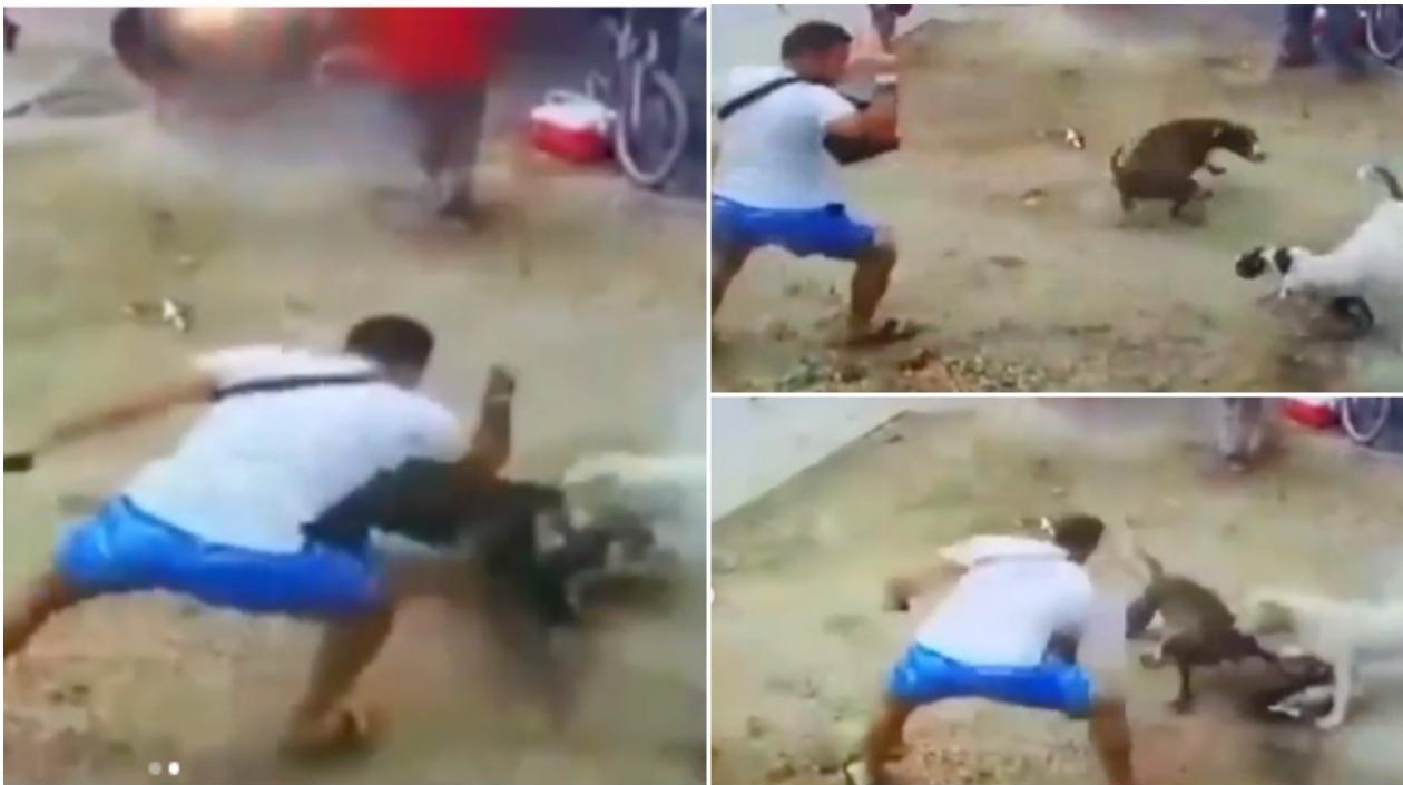 Momento en que el hombre apuñala a los perros.