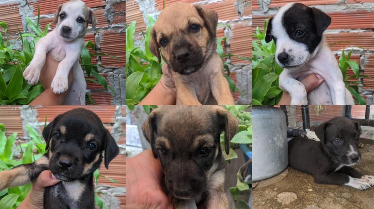 Los seis perritos abandonados.
