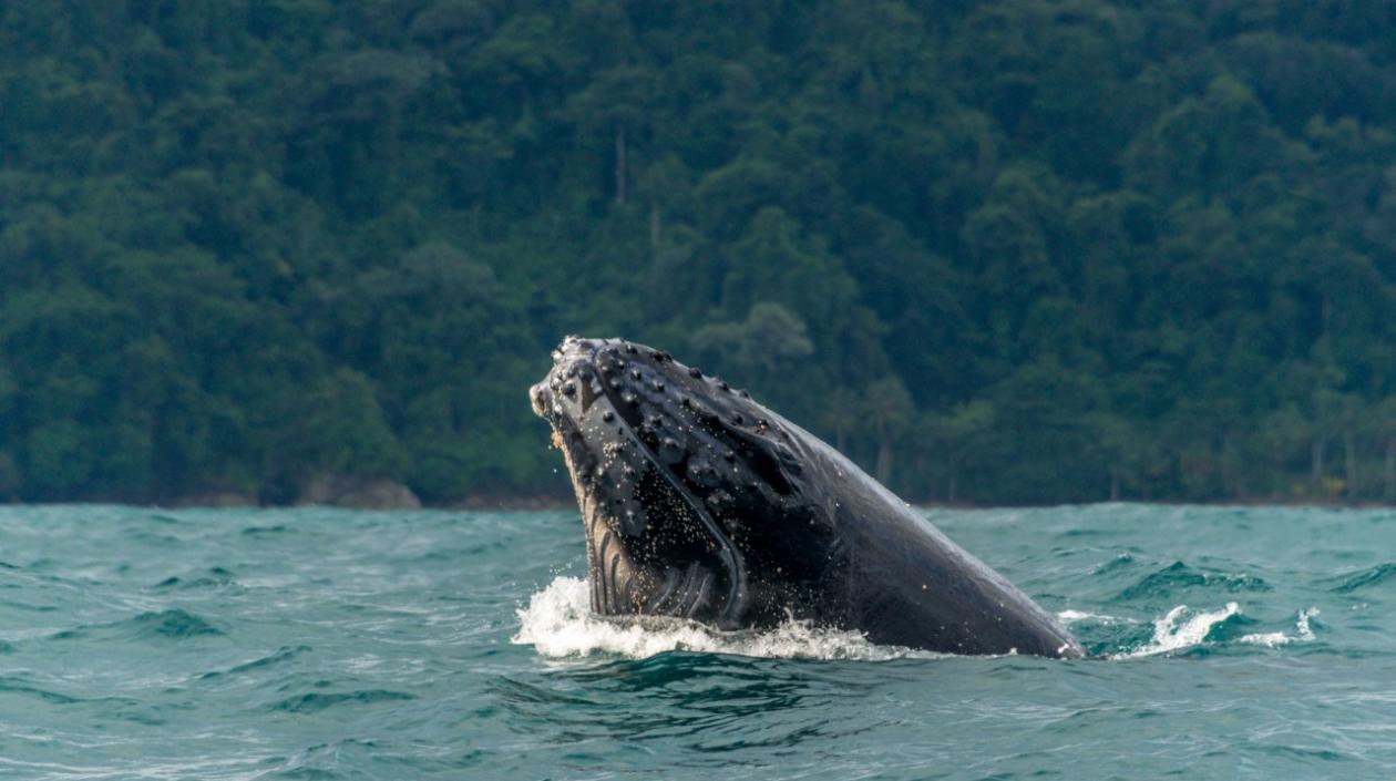 El Ministerio de Ambiente prendió las alertas ante el madrugón de las yubartas en el pacífico.