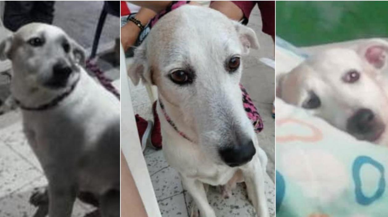 Perro llamado 'Gordo', que se perdió en el Barrio Abajo.