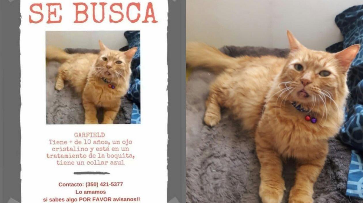 Este es el gato 'Garfield'.