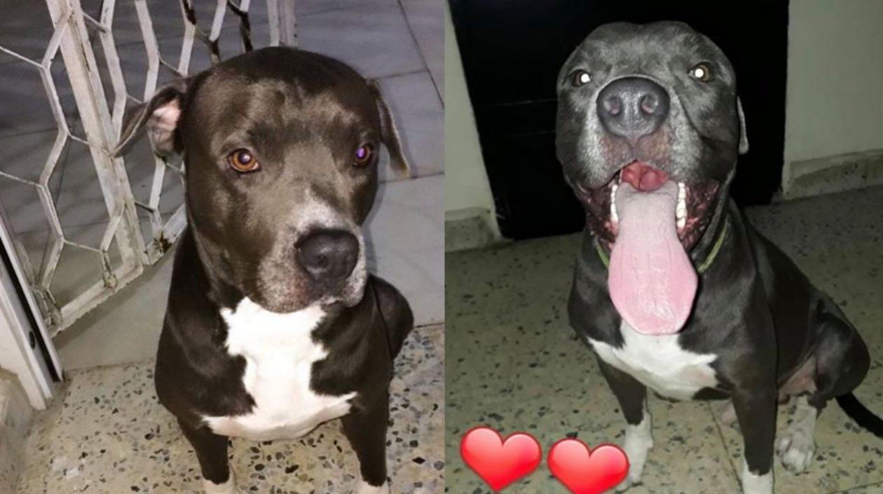 'Orión', perro pitbull perdido en el barrio La Magdalena.