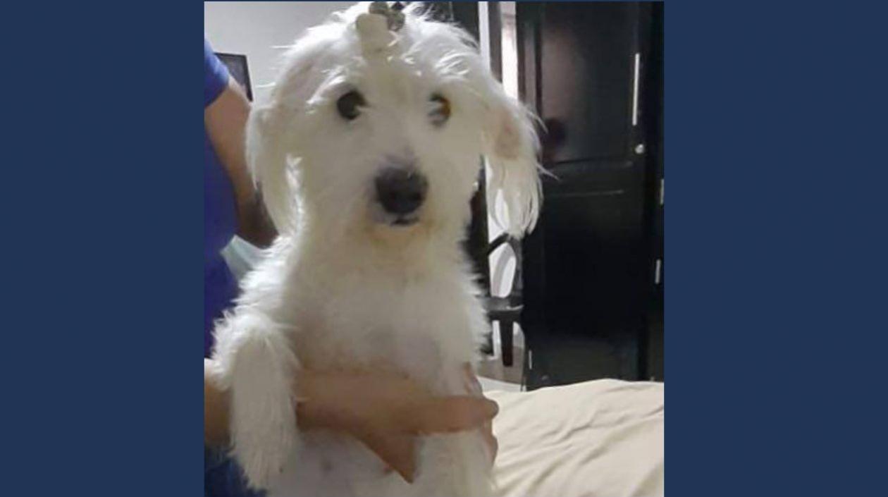 Esta es la mascota extraviada.