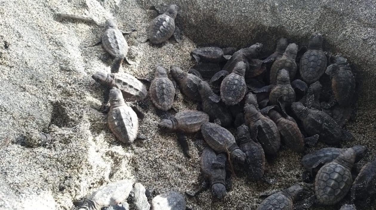 Nacieron tortugas caretta caretta.