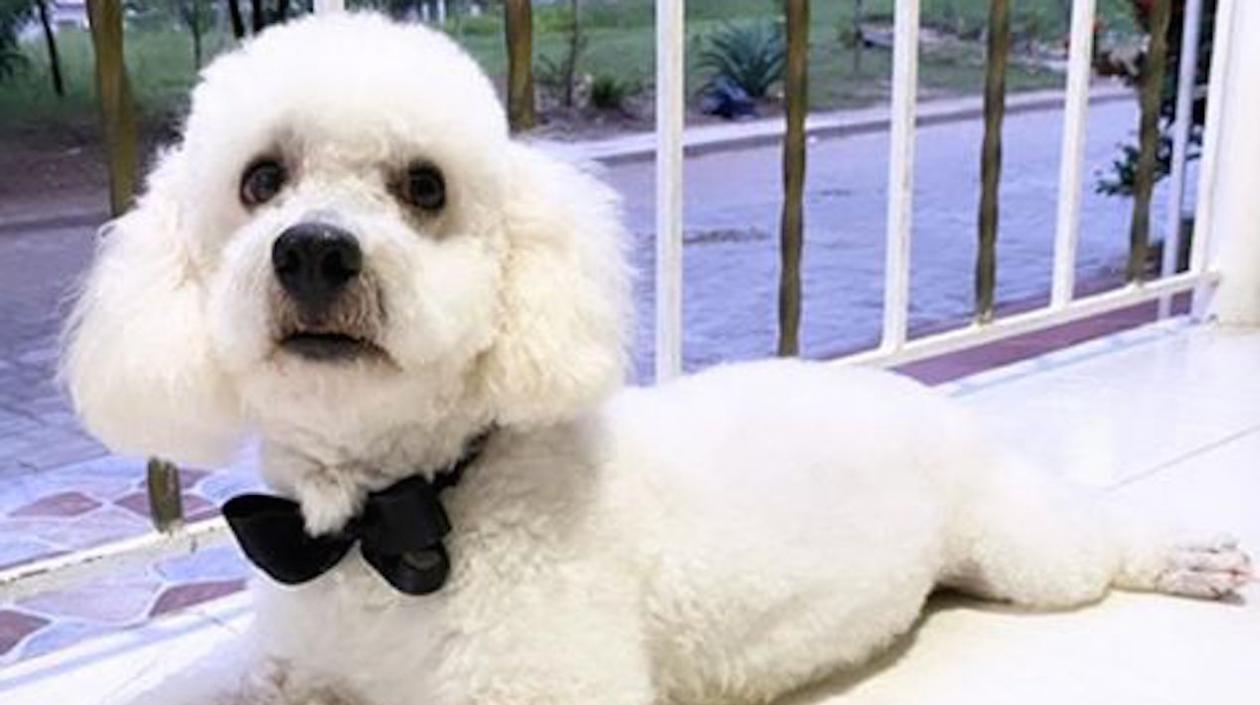 'Toy' se extravió por Reserva de los Almendros.