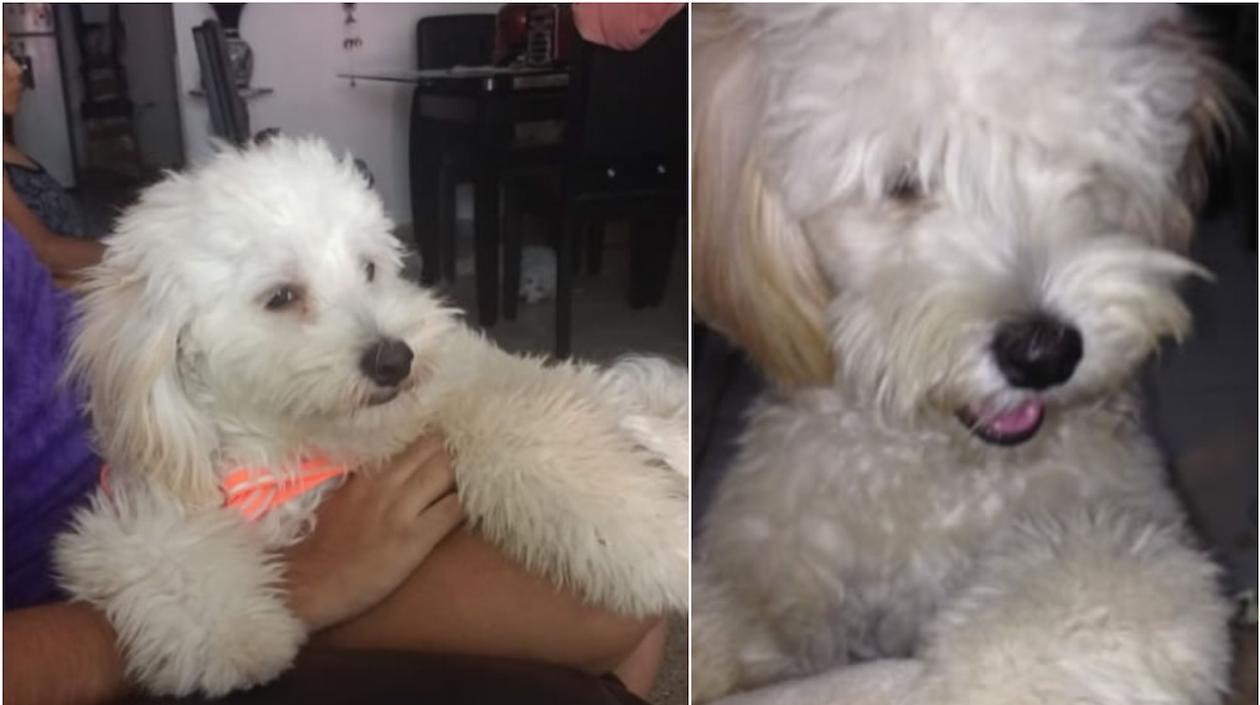 'Bruno', mascota robada.