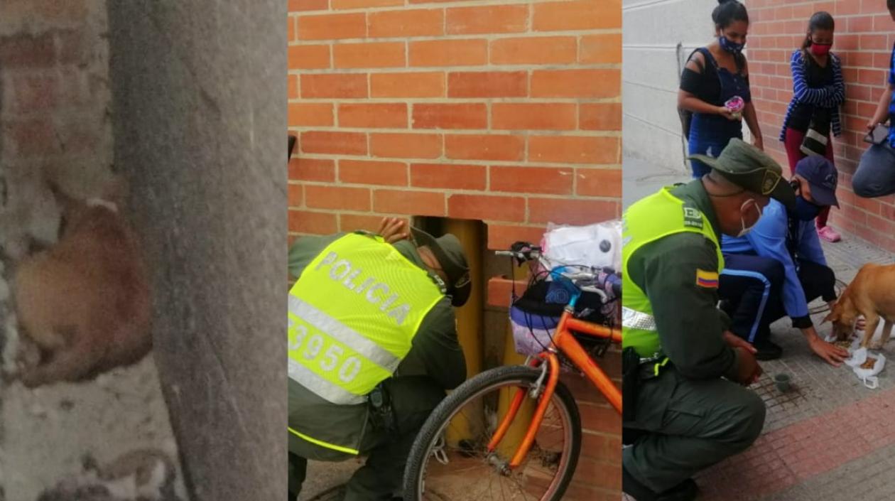 Rescate de la perrita.