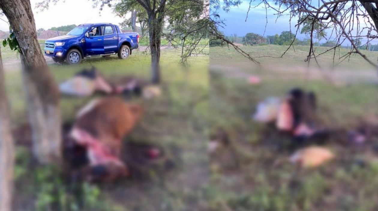 Partes de las vacas sacrificadas.