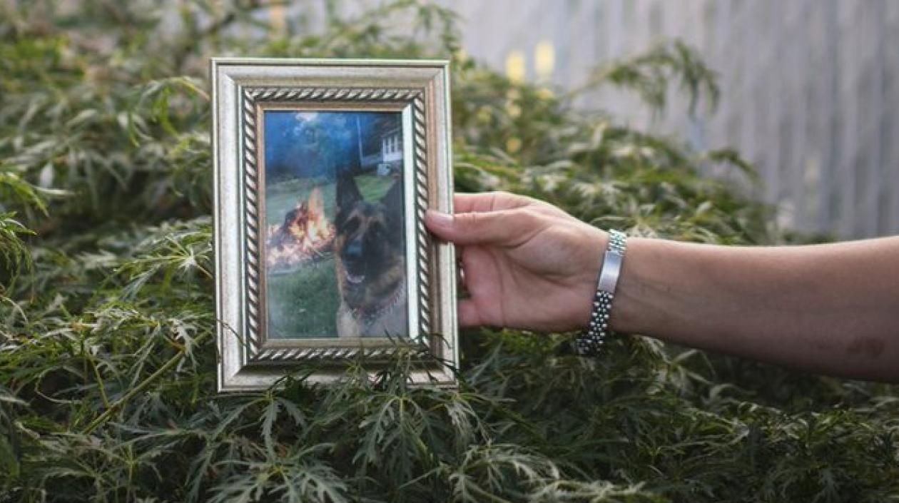 Buddy comenzó a tener comenzó a tener problemas respiratorios a mediados de abril, mes en que cumplió siete años.