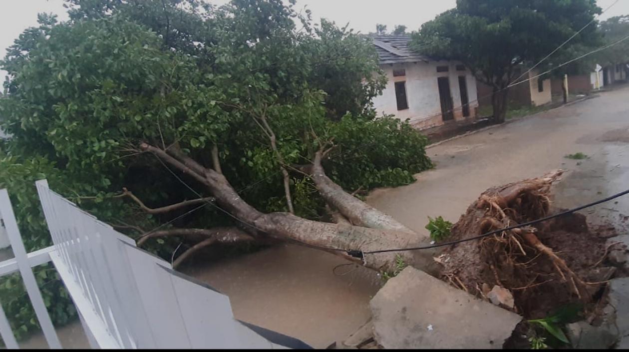 Árbol caído durante el vendaval en Candelaria.