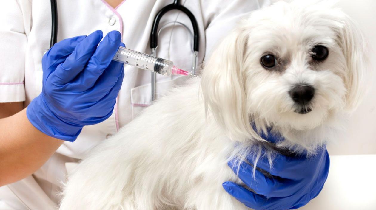 Ministerio de Salud invita a la ciudadanía a denunciar el maltrato animal.