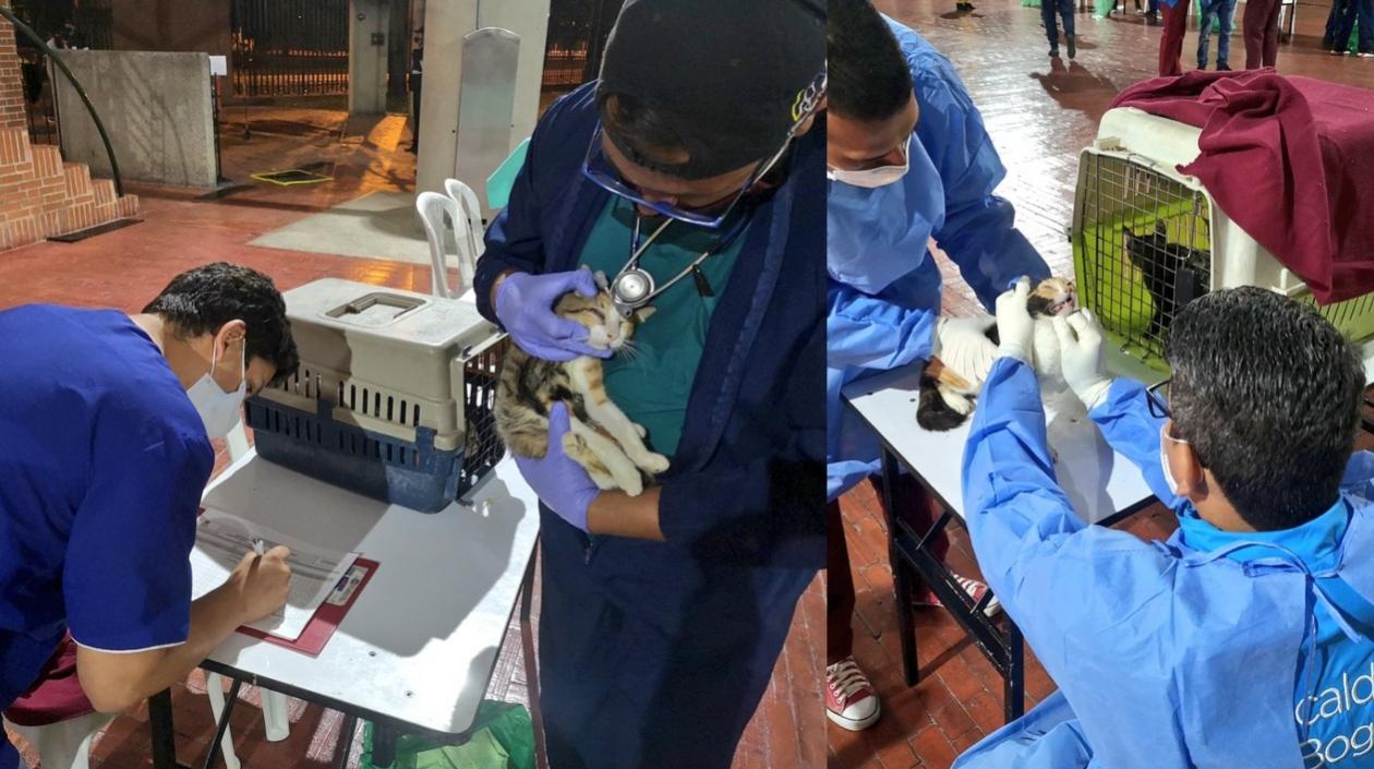 De 270 gatos embarcados en Santa Marta llegaron 252 a Bogotá.