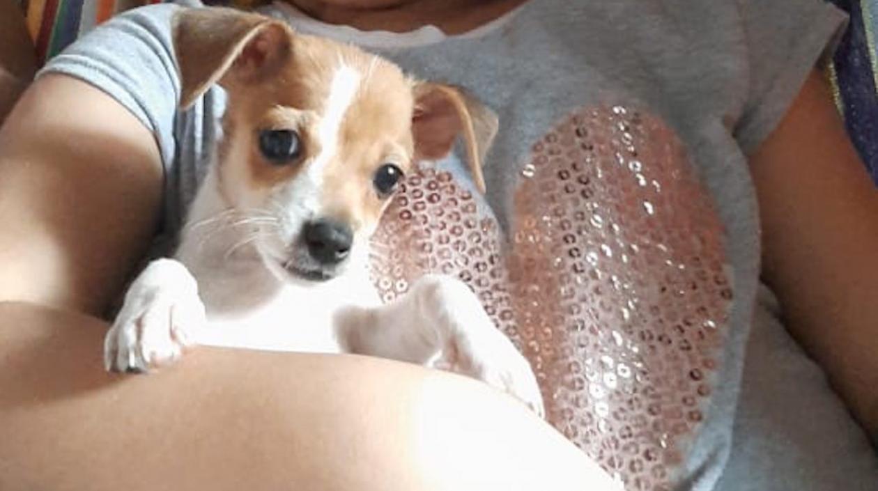 Mascota desaparecida.