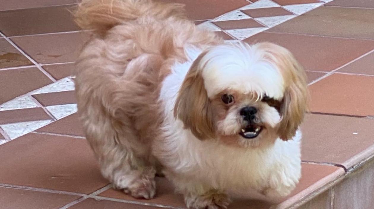 El perrito 'Messi'.