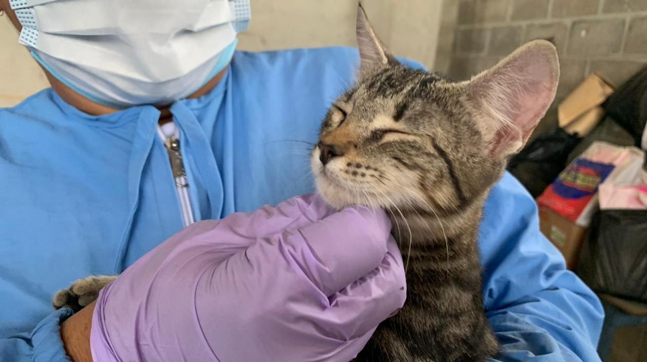 La veterinaria costeó la operación de los gatos en Soledad.