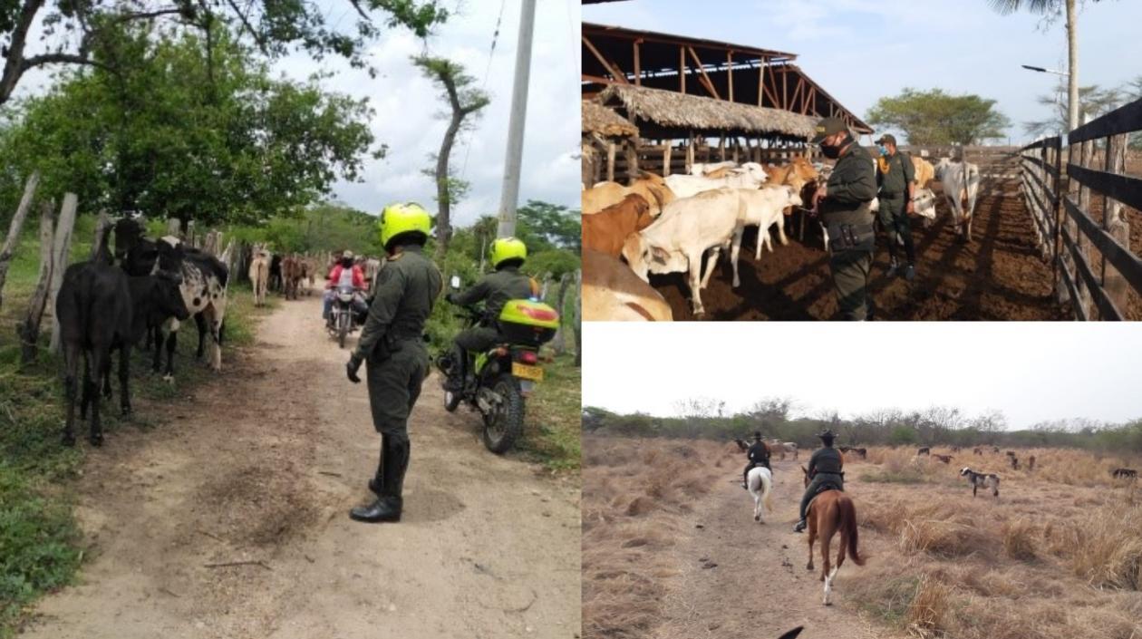 Operativos de control para evitar robo de ganado en el Departamento.