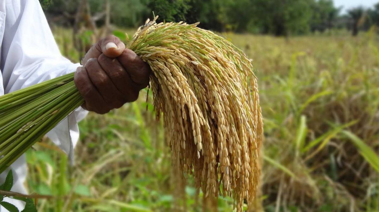 El Ministerio de Agricultura puso en marcha un incentivo al almacenamiento de arroz.