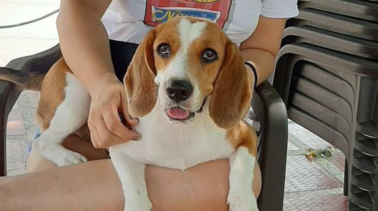 Mascota extraviada en la Ciudadela 20 de Julio.