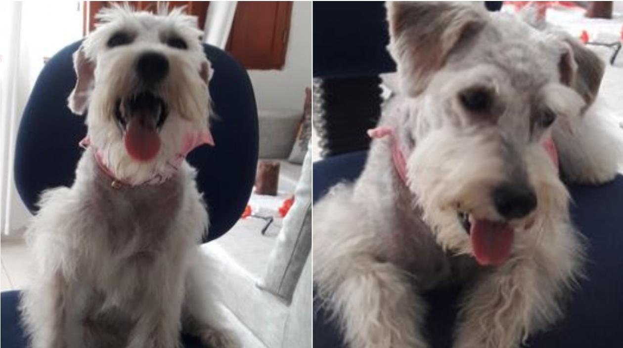 'Luna', una mascota extraviada en Los Robles.