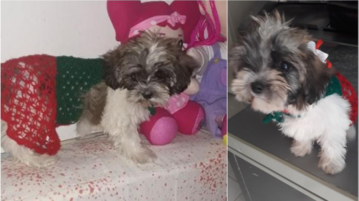 'Milu Sofía', la mascota robada.