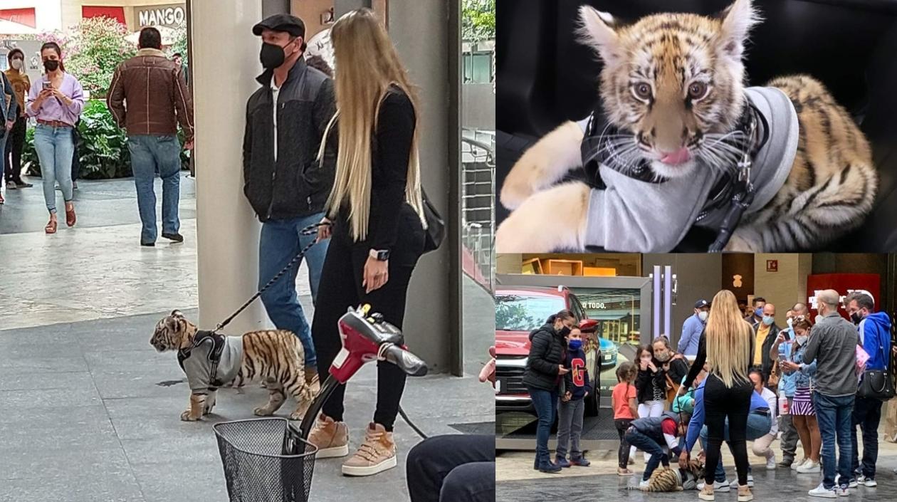 Las imágenes del tigre cachorro.
