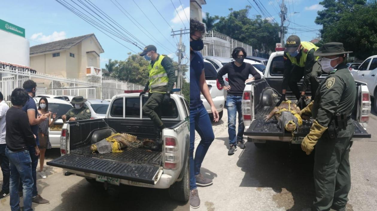 Caimán trasladado por la Policía. 