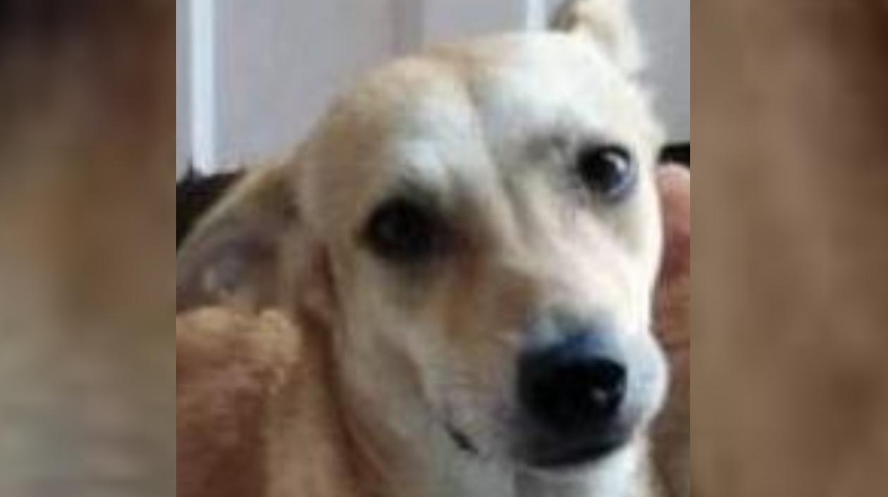 Kirara, la mascota extraviada en Lucero.