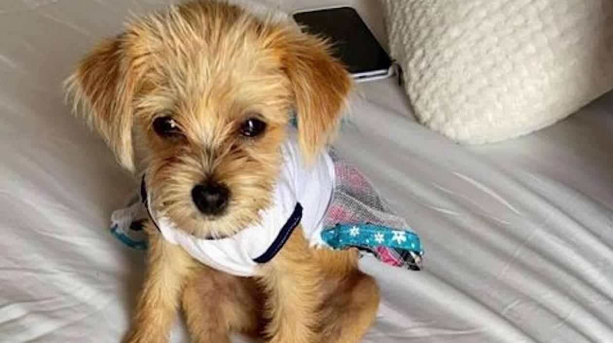 'Mimi', can extraviada por el barrio Miramar.