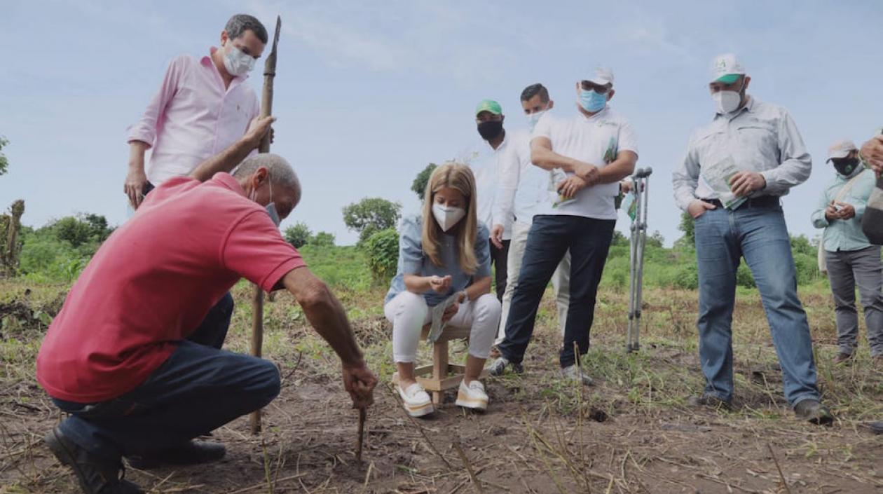 La Gobernadora Elsa Noguera acompañando la siembra.