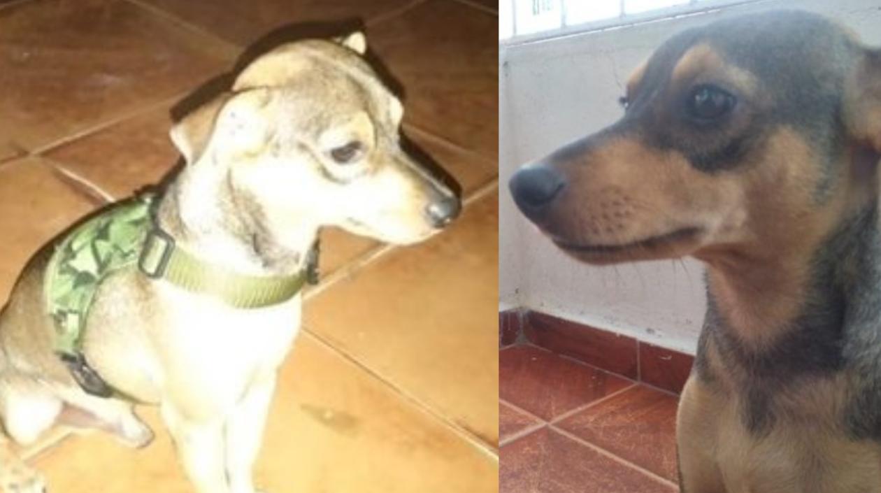 'Rubert', perro extraviado en Villa Estadio.