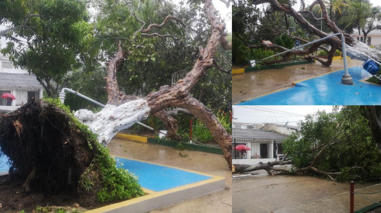 Imágenes del parque Samuel Polo Samudio tras el vendaval. 