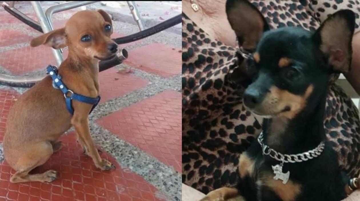 Los perritos extraviados.