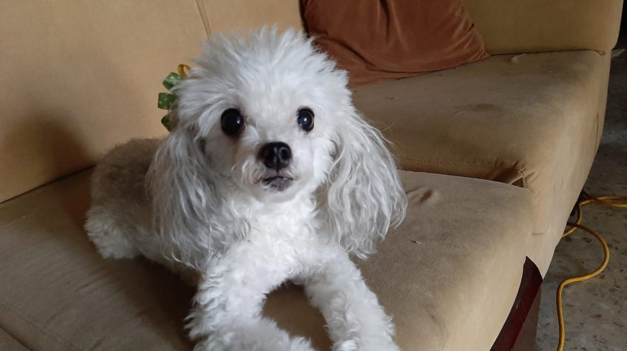 'Pupy', la mascota extraviada en el barrio El Prado.